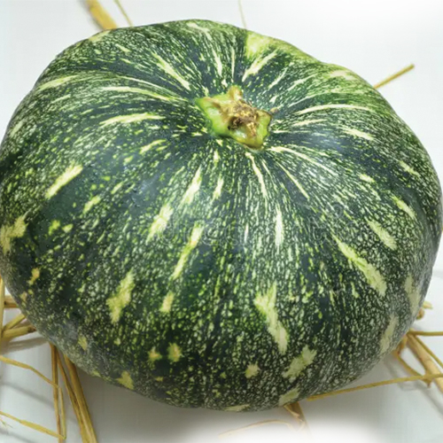 F1 HYBRID PUMPKIN SONALI